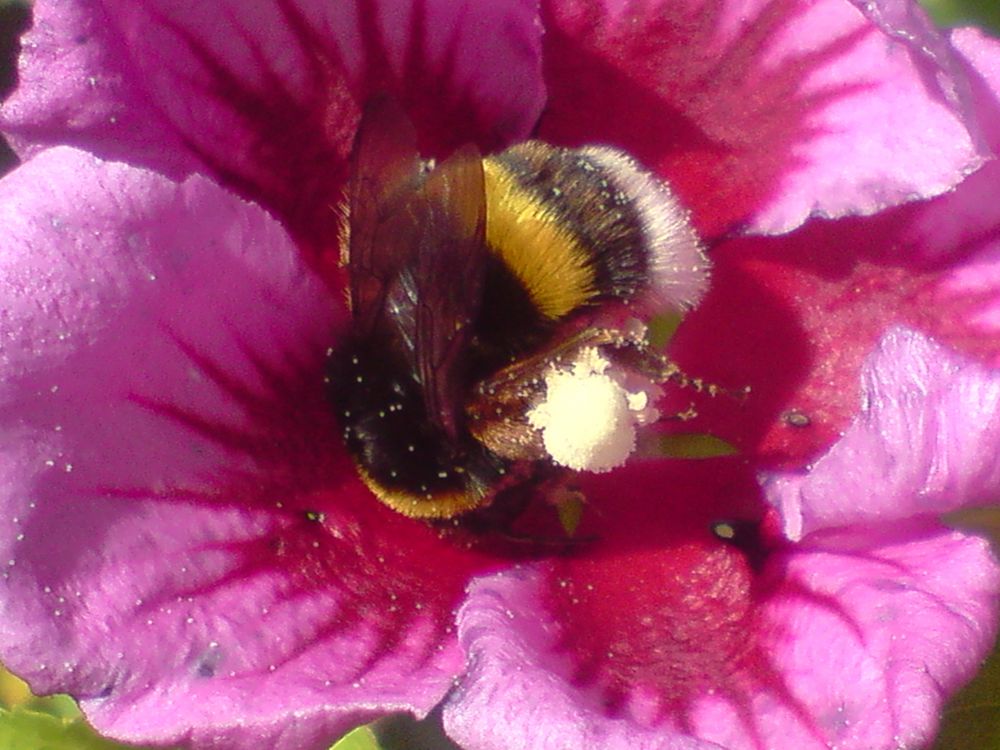 Der Pollensammler by zahnzwerg 