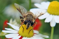 Der Pollensauger