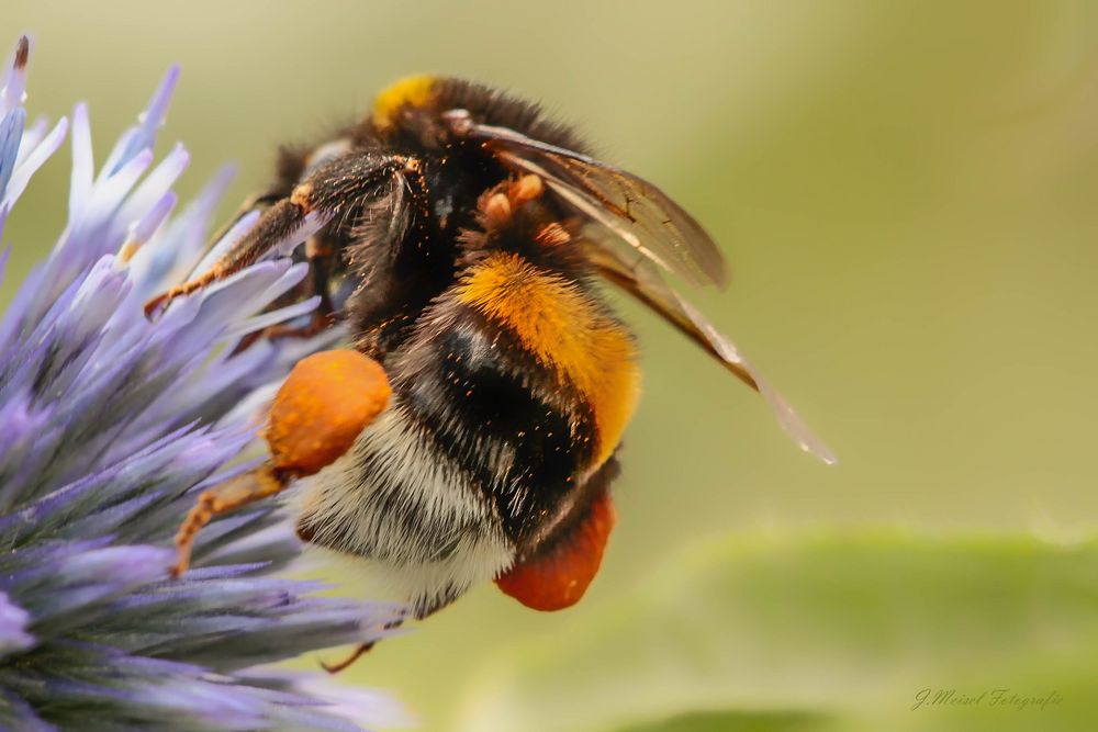 Der Pollinator