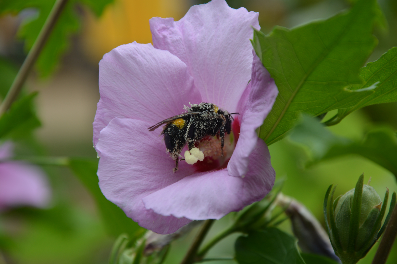 Der Pollinator