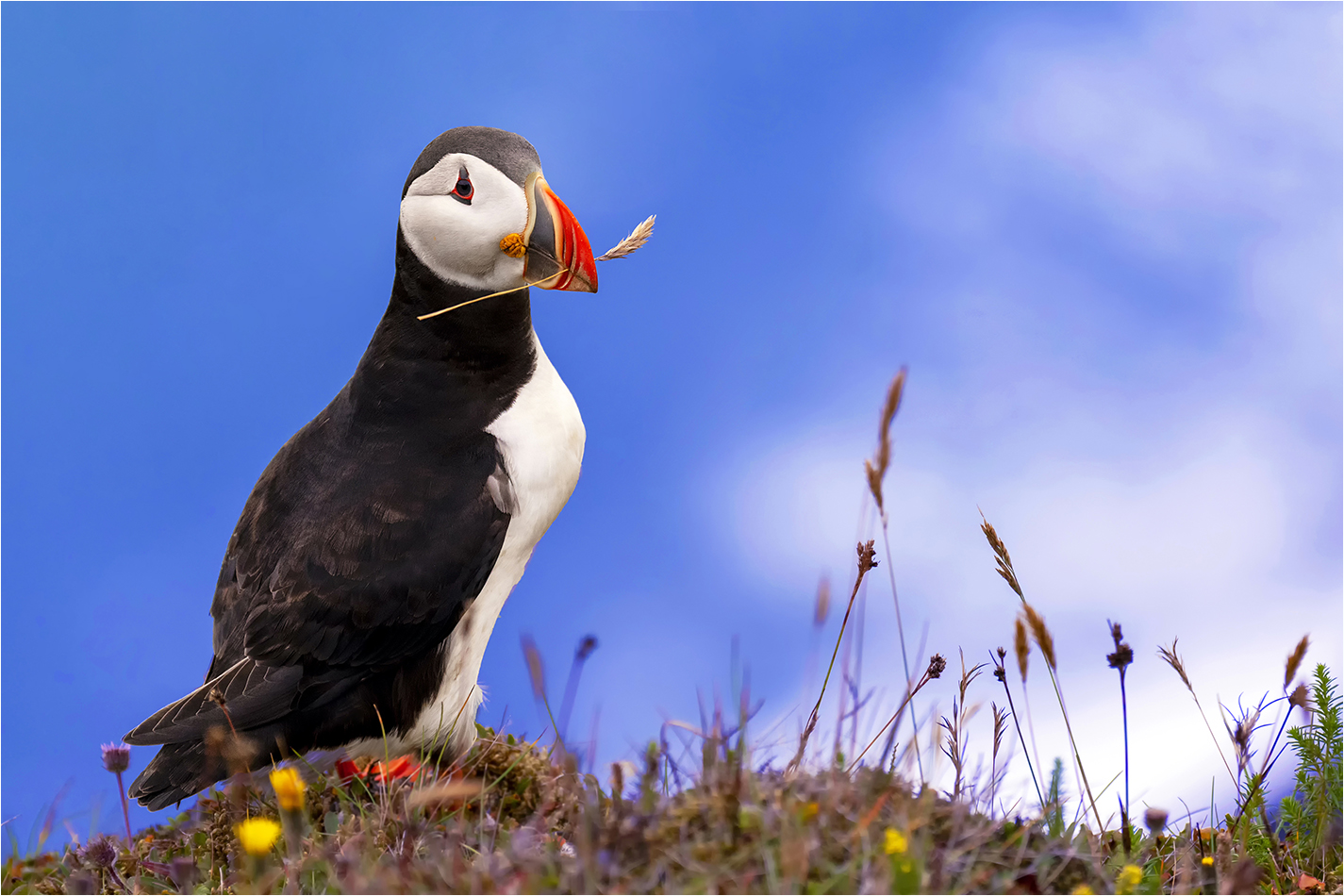 Der Poser Foto & Bild island, natur Bilder auf