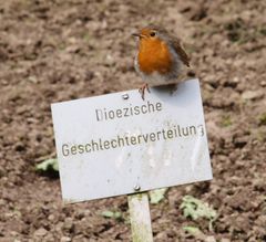 Der Poser / Botanischer Garten Ruhr Universität