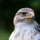 Der Poser, Königsrauhfußbussard