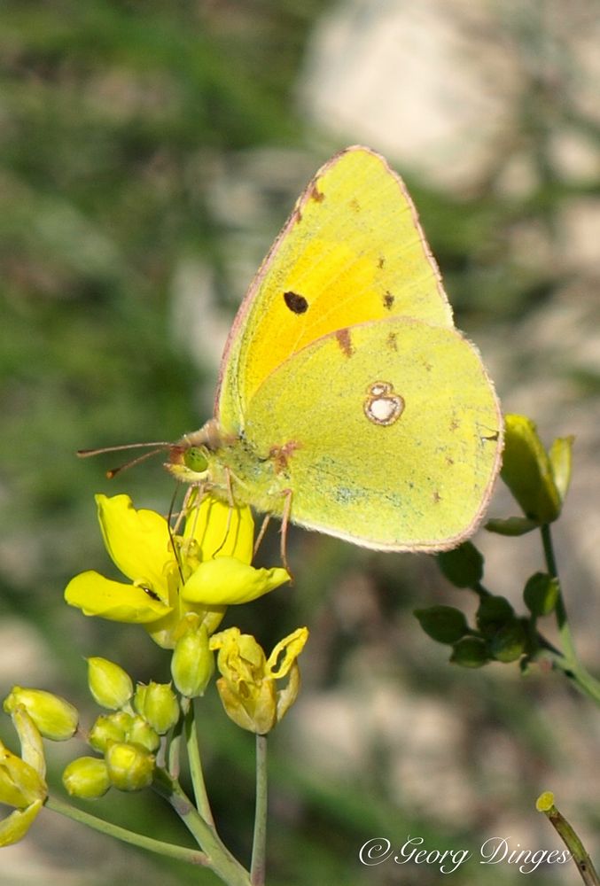 Der Postillion  Colias croceus  nicht die Goldene Acht