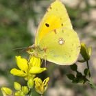 Der Postillion  Colias croceus  nicht die Goldene Acht