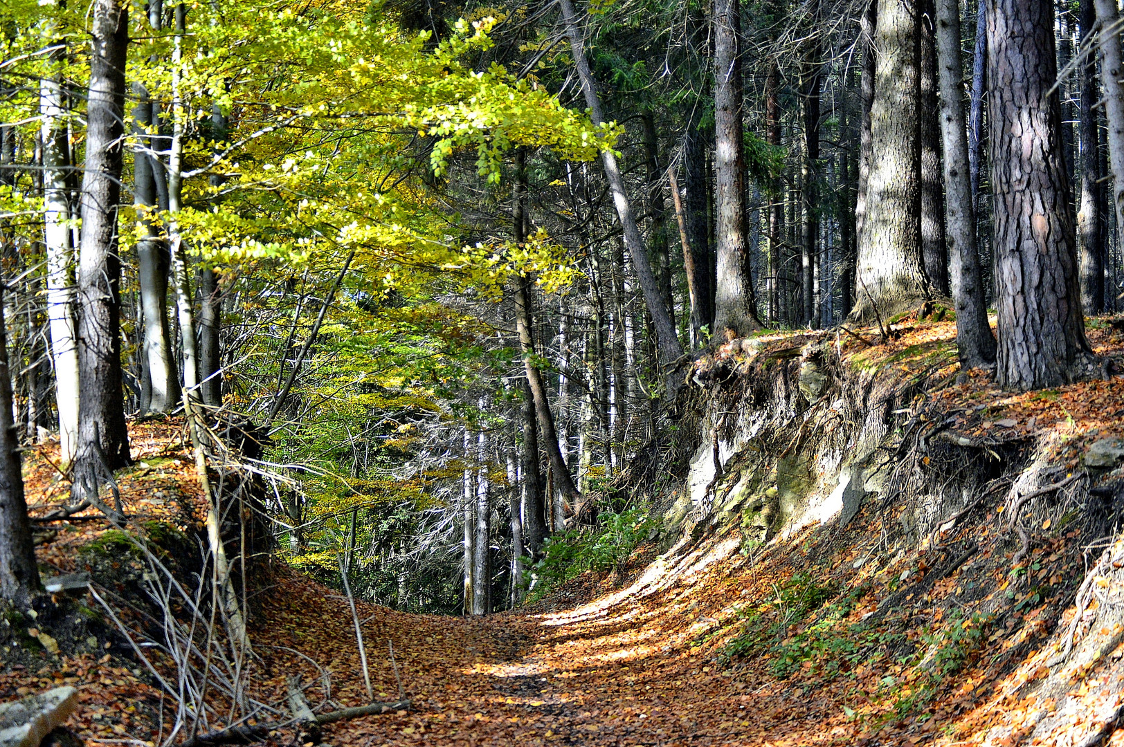 Der Postreiterweg am Iberg zwischen H'stadt und Lutter