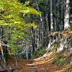 Der Postreiterweg am Iberg zwischen H'stadt und Lutter