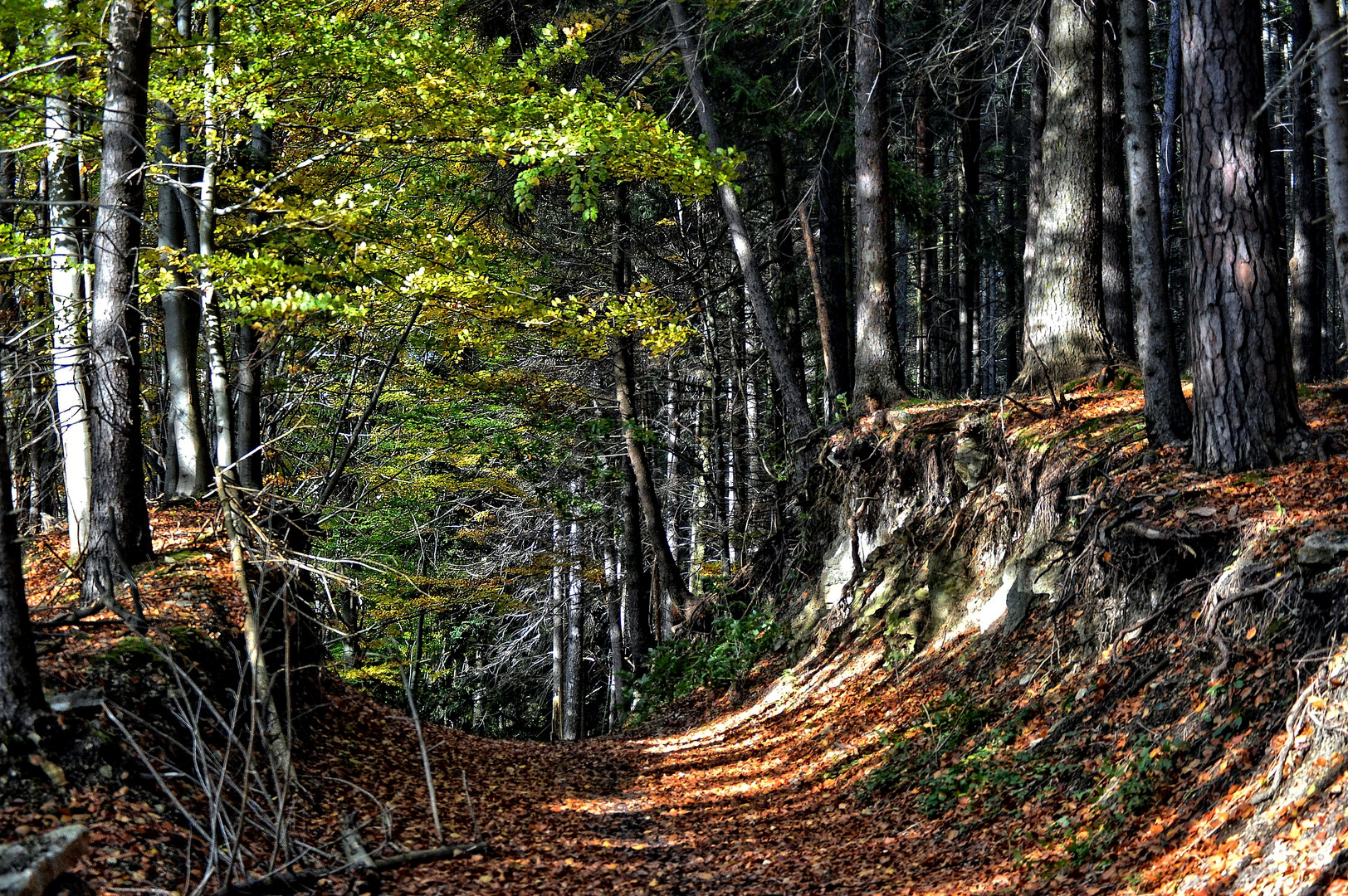 Der Postreiterweg im Heiligenstädter Wald