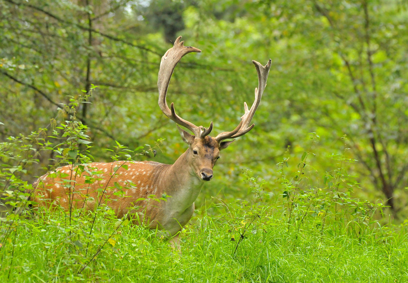 " Der Pracht - Hirsch "