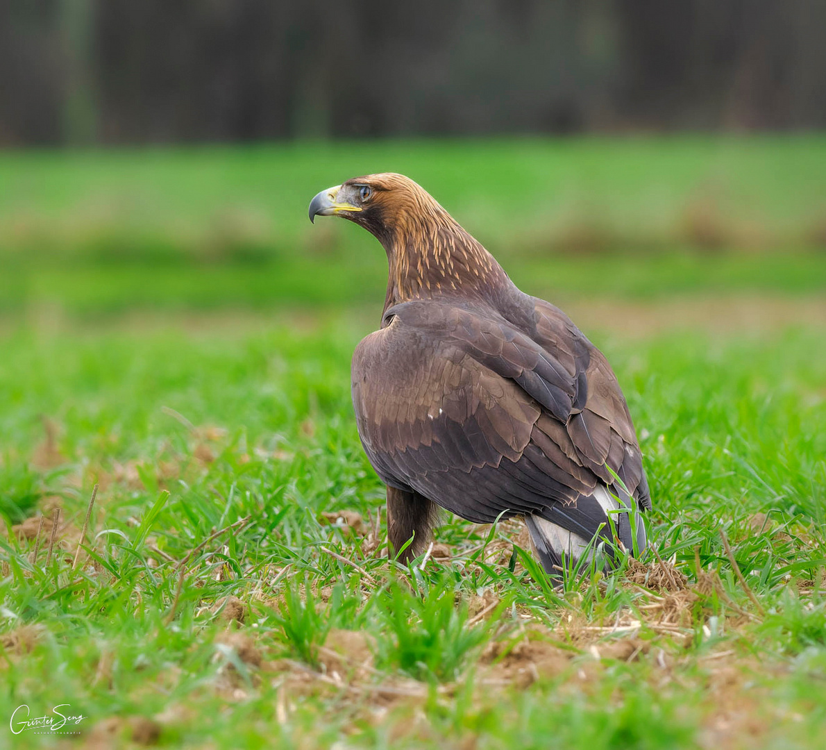 Der Prachtbursche auf der Wiese