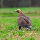 Der Prachtbursche auf der Wiese