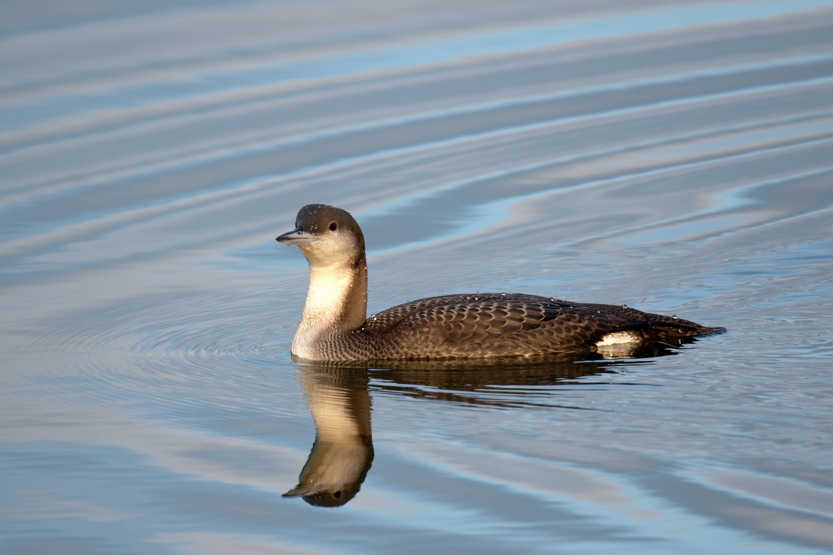 Der Prachttaucher (Gavia arctica) am Morgen...