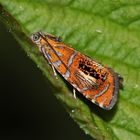 DER PRACHTWICKLER (OLETHREUTES ARCUELLA) . . .