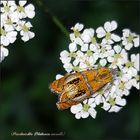 Der Prachtwickler........ (Olethreutes arcuella)