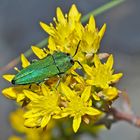 Der Prächtige, auf Mauerpfeffer-Steinbrech: Prachtkäfer (Anthaxia hungarica), ein Männchen! *