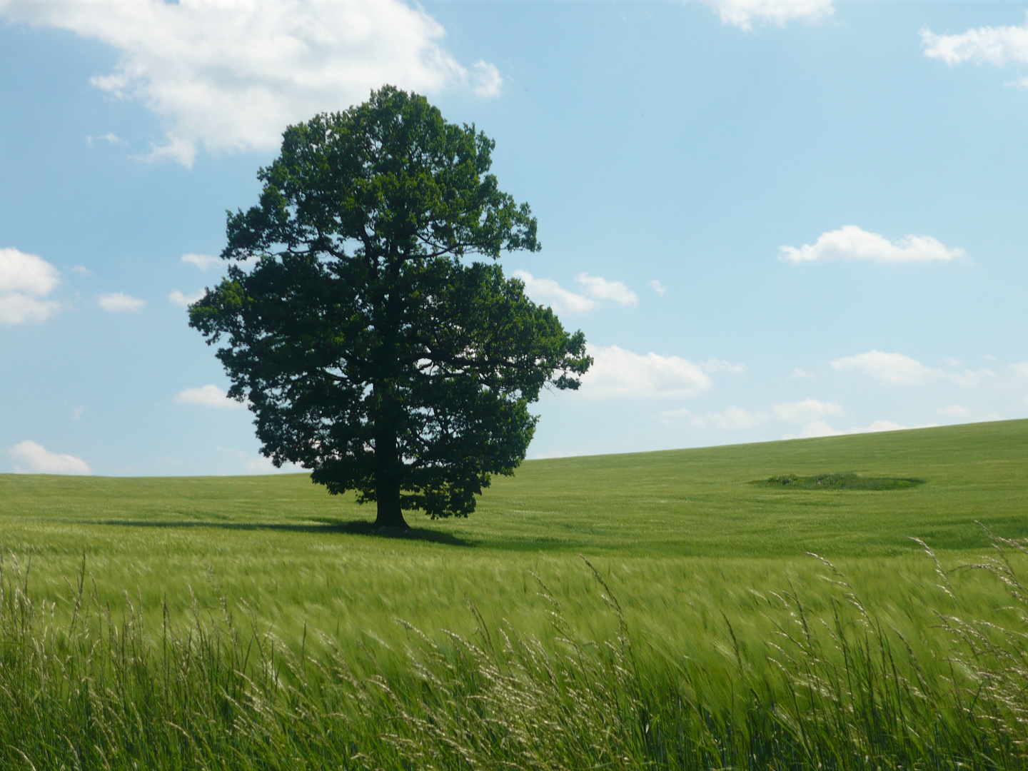 der prächtige Baum auf dem Feld