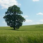 der prächtige Baum auf dem Feld