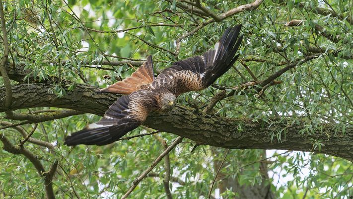 Der prächtige Rotmilan