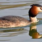 Der prächtige Taucher