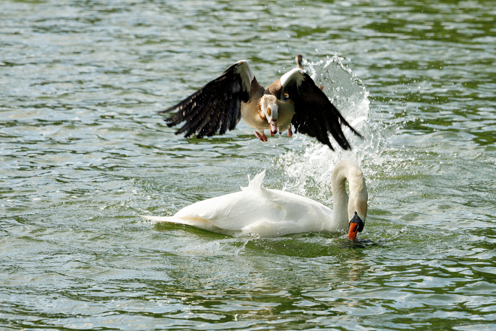 Der Prädator in böser Absicht Foto & Bild tiere, wildlife, wild
