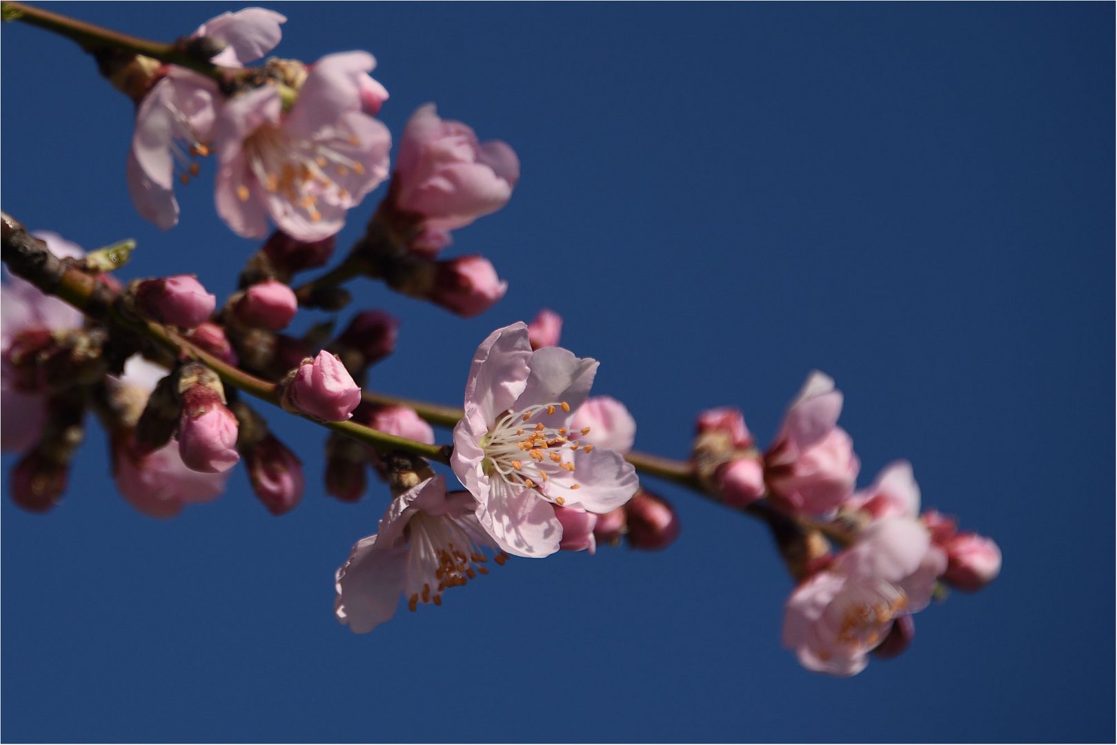 der pralle Frühling