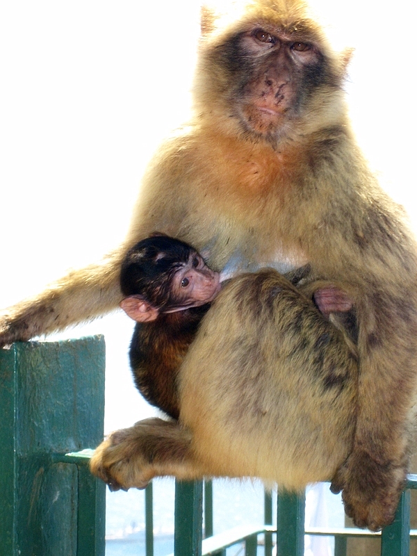 Der Primat mir Neugeborenem