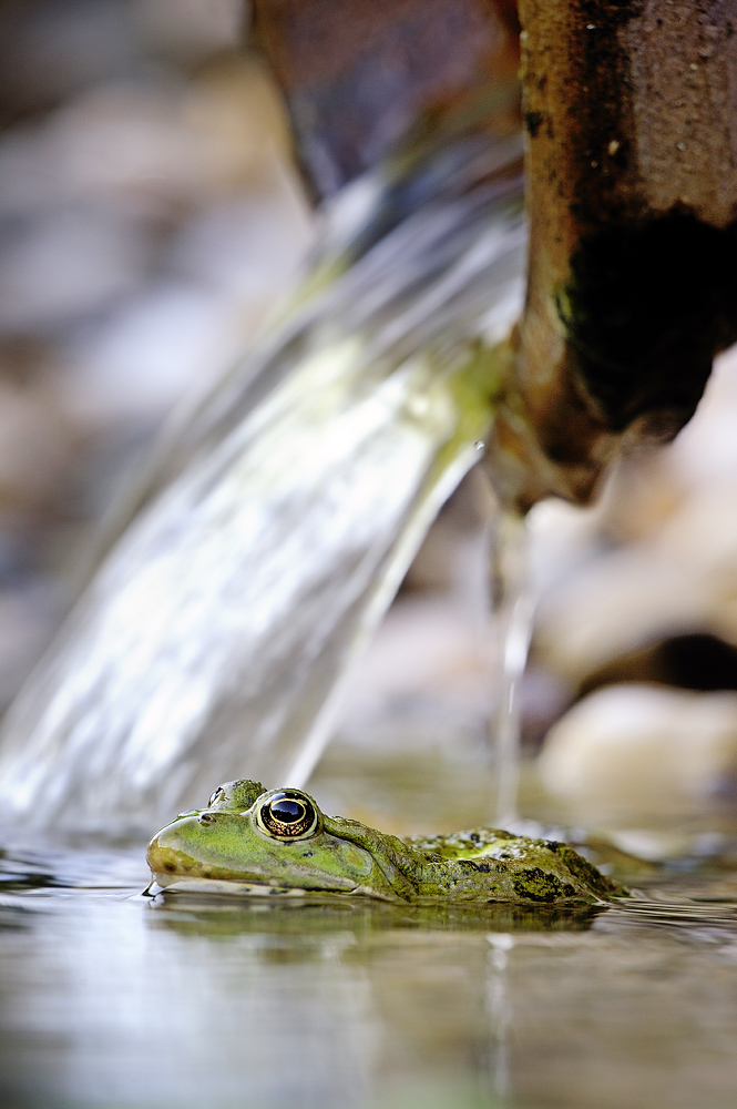 Der Prinz bleibt lieber Frosch