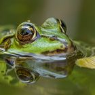 Der Prinz in meinen Augen