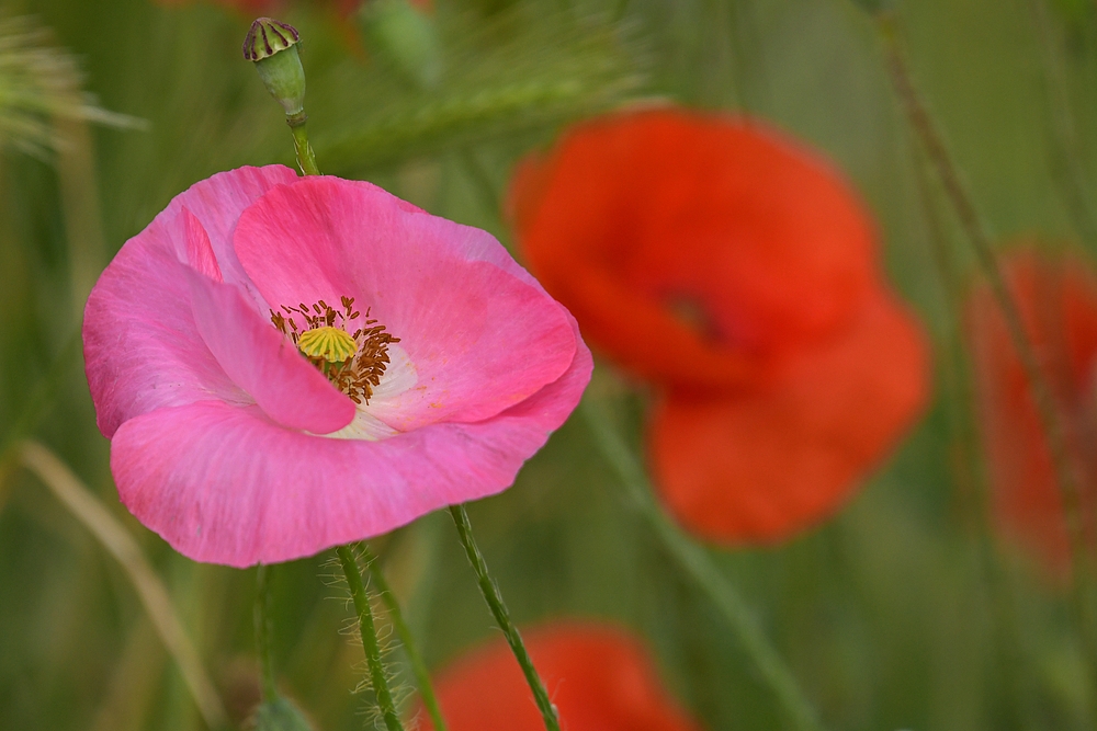 Der protzige Mohn