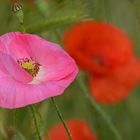 Der protzige Mohn