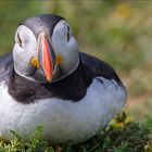 Der Puffin