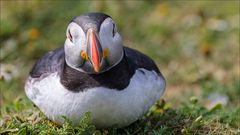 Der Puffin