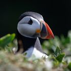 Der Puffin