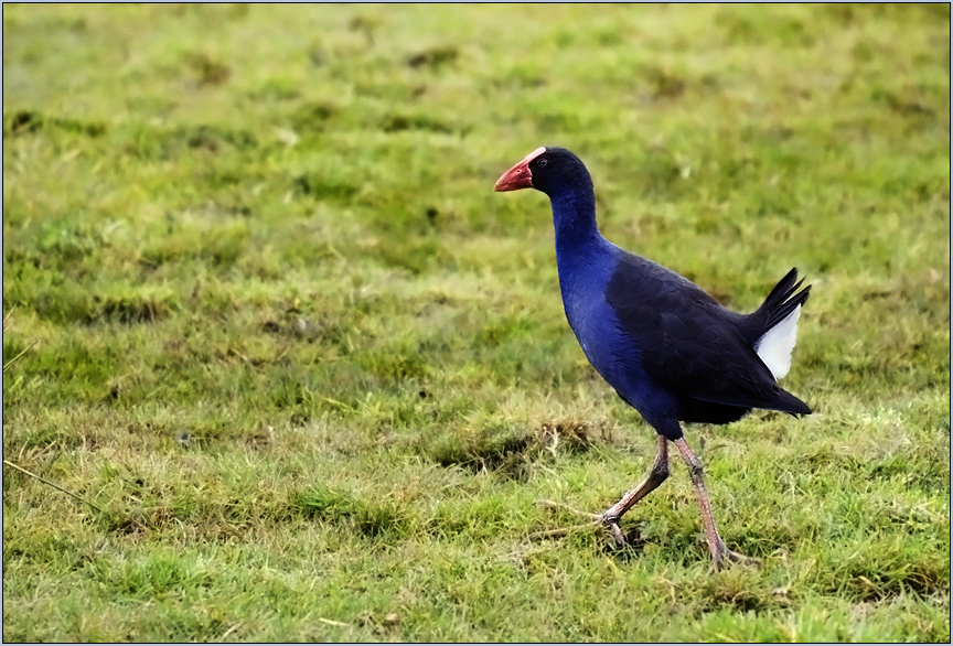 der pukeko