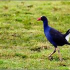 der pukeko