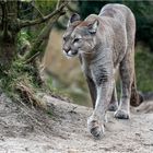 Der Puma gab sich die Ehre