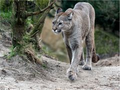 Der Puma gab sich die Ehre