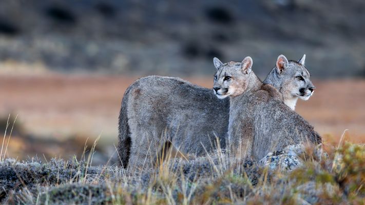 Der Puma mit zwei Köpfen :-)