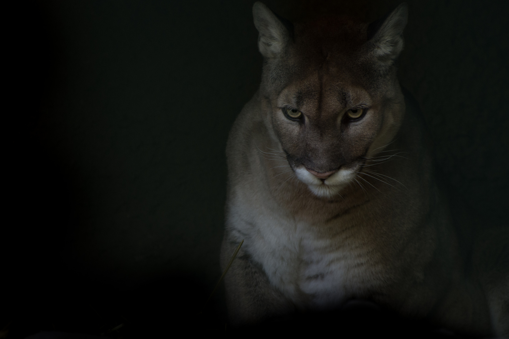 Der Puma versteckt in seiner Höhle in der Beobachtungsphase!