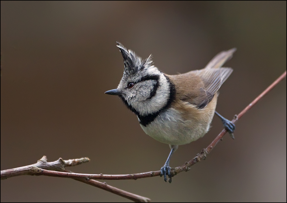 Der Punk :-)