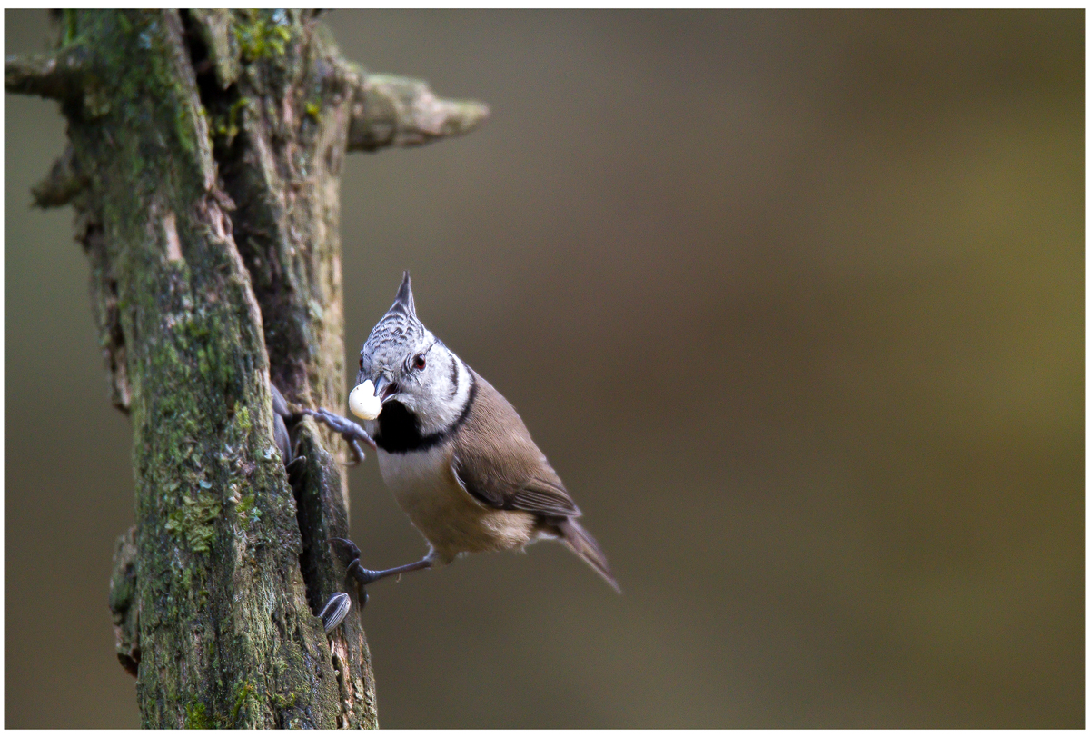 Der Punk an der Futterstelle 