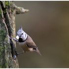 Der Punk an der Futterstelle 