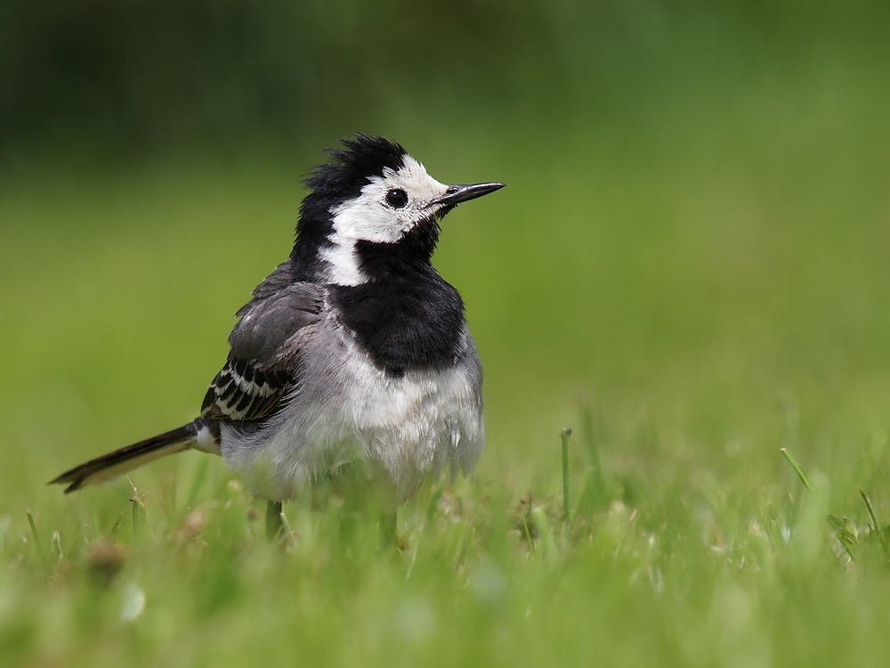 Der Punk