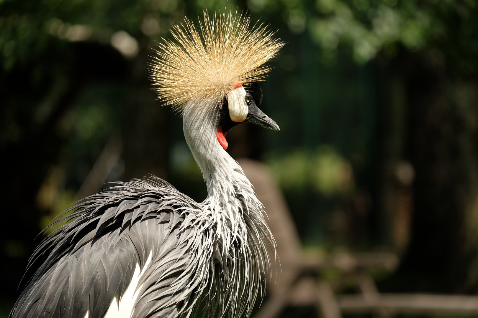 Der "Punk"