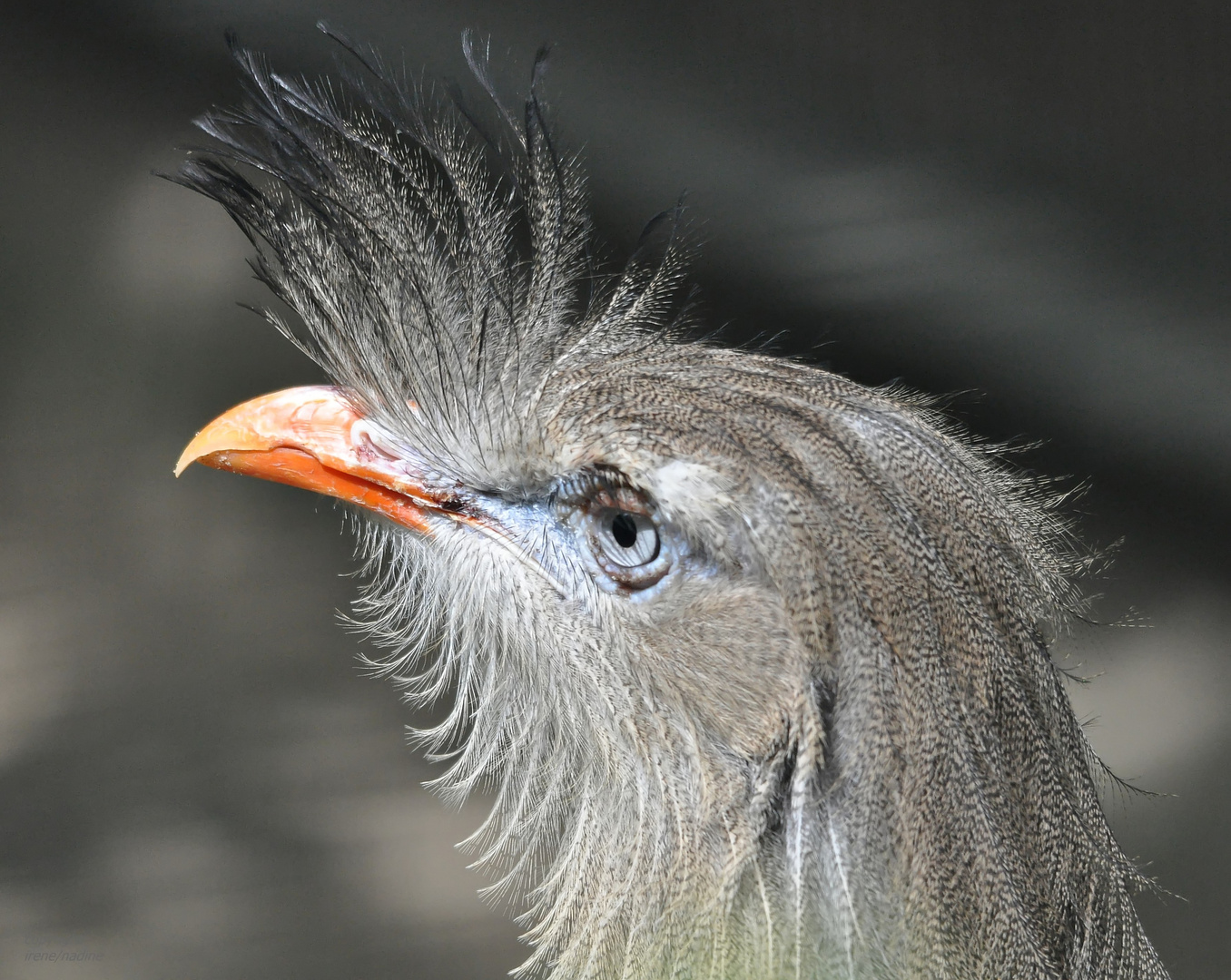 Der Punk !