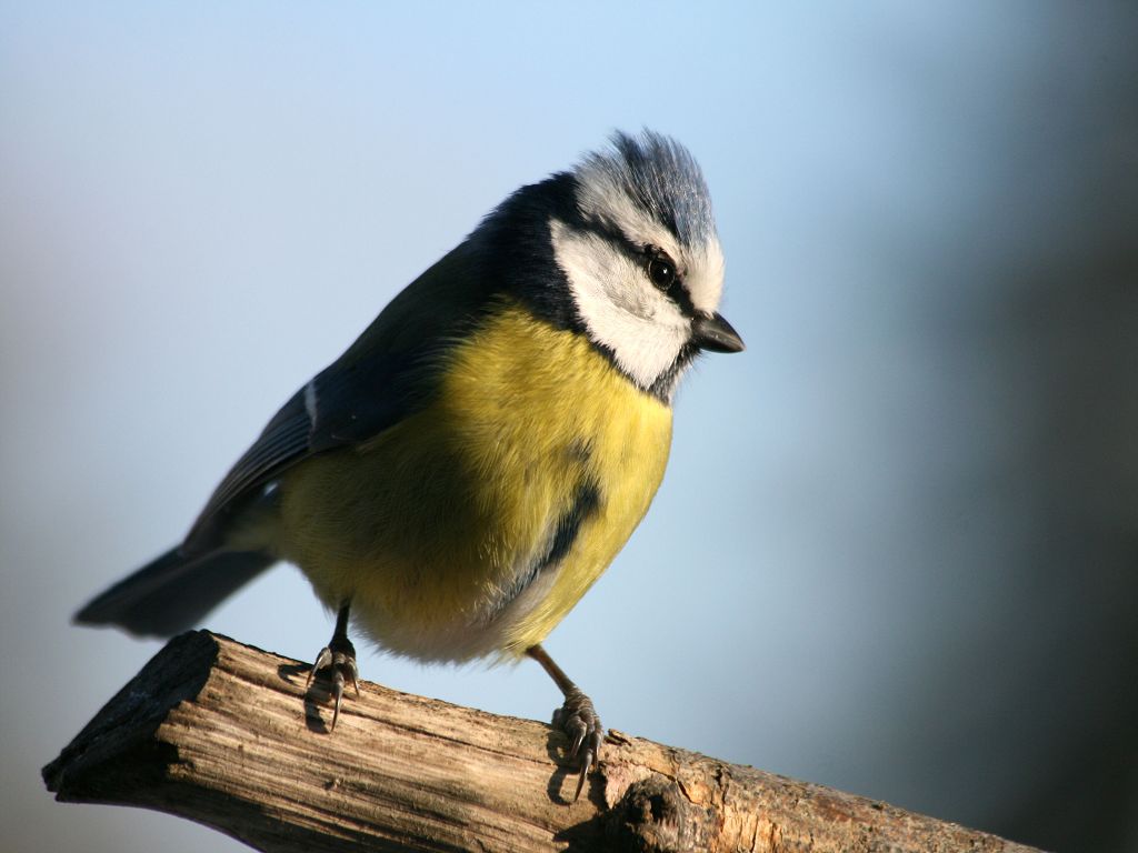 der Punk