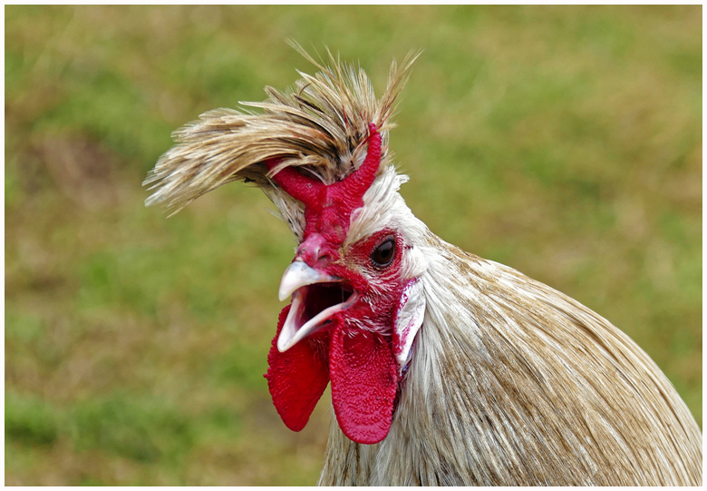 Der PUNK im Hühnerhof