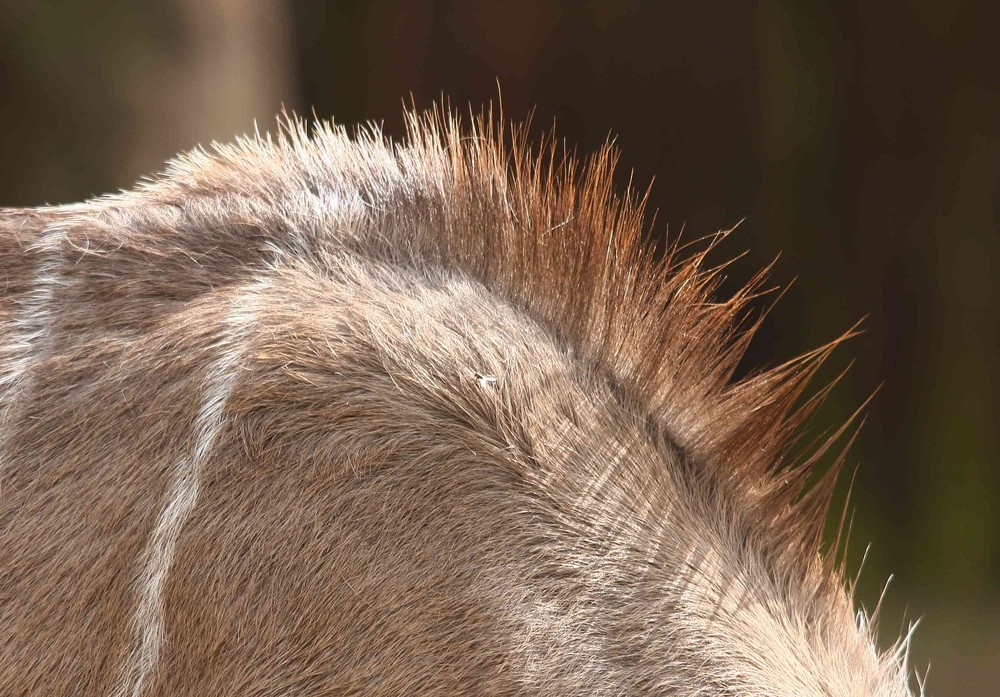 Der Punk im Zoo IV