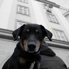 der Punkerhund vom Hauptplatz in Linz