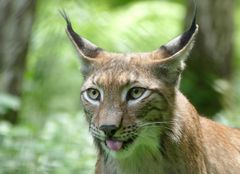 ...der pure Luchs(us) 2